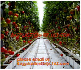 China Film Covering Tomato Planting Greenhouse,Tomato Greenhouse film, Plastic Polyethylene sheet 6 mil 4 year UV Resistant cr supplier