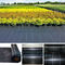 PP ground cover,weed barrier Fabrics, weed mat in strawberry garden, Agricultural weed control pp woven grass mat, 70gsm supplier