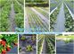 green color Plastic Ground Cover Mats mulch weed control fabric mat,Weed Barrier Around Fruit Trees PP Woven Weed Mat fo supplier
