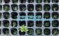plastic plant vegetable nursery high quality seedling trays wholesale,98/105/128 cell holes vegetable plant seedling pla supplier