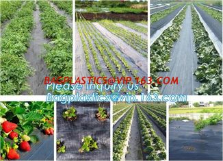 China mesh bag,insect net,anti hail net,weed mat,Polyester fiberglass anti insect net for insect screen window,anti insect mes supplier