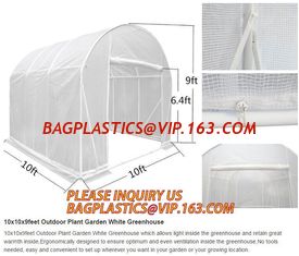 China Easy install greenhouse tomato single-span Plastic Film Green House,Low cost garden green houses for plating, PACKAGES supplier