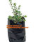 Horticulture, Grow Bags, Hydroponics, Soil, Garden, Planter, Nursery, Pots Bag, planters supplier