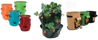 5 gallon Plastic Smart Ginger or Potato Planting Pots for home garden,PP potato grow pot planting bag,potato planter pot supplier