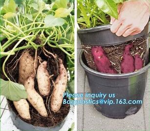 5 gallon Plastic Smart Ginger or Potato Planting Pots for home garden,PP potato grow pot planting bag,potato planter pot supplier