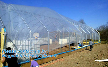 plastic film agriculture greenhouse,6 mil poly anti-uv plastic greenhouse film,Anti-fog UV resistant,mushroom,TOMATO PAC supplier