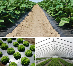 flexible breathable perforated plastic film agricultural mulch film for TOMATO,STRAWBERRY,micro perforated mulch film an supplier