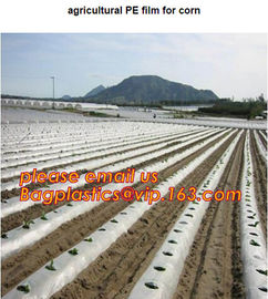 HOTICULTURAL MULCH FILM,AGRICULTURAL PE FILM,MARKET GARDENERS CLOCHE FILM,PE FILM FOR CORN,PLASTIC FILM COVER,TOMATO COV supplier