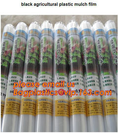 HOTICULTURAL MULCH FILM,AGRICULTURAL PE FILM,MARKET GARDENERS CLOCHE FILM,PE FILM FOR CORN,PLASTIC FILM COVER,TOMATO COV supplier